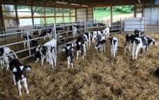 Бизнес-план выращивания крс мясного направления Скачать готовый бизнес план строительства животноводческой фермы