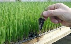 Idee de afaceri pentru cultivarea cepei cu calcule Secvența de organizare a unei afaceri pentru cultivarea cepei verzi