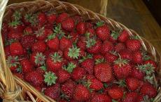 Unternehmen, das Erdbeeren anbaut: So organisieren Sie ein profitables Geschäft. Anbau von Erdbeeren im Freiland als Unternehmen